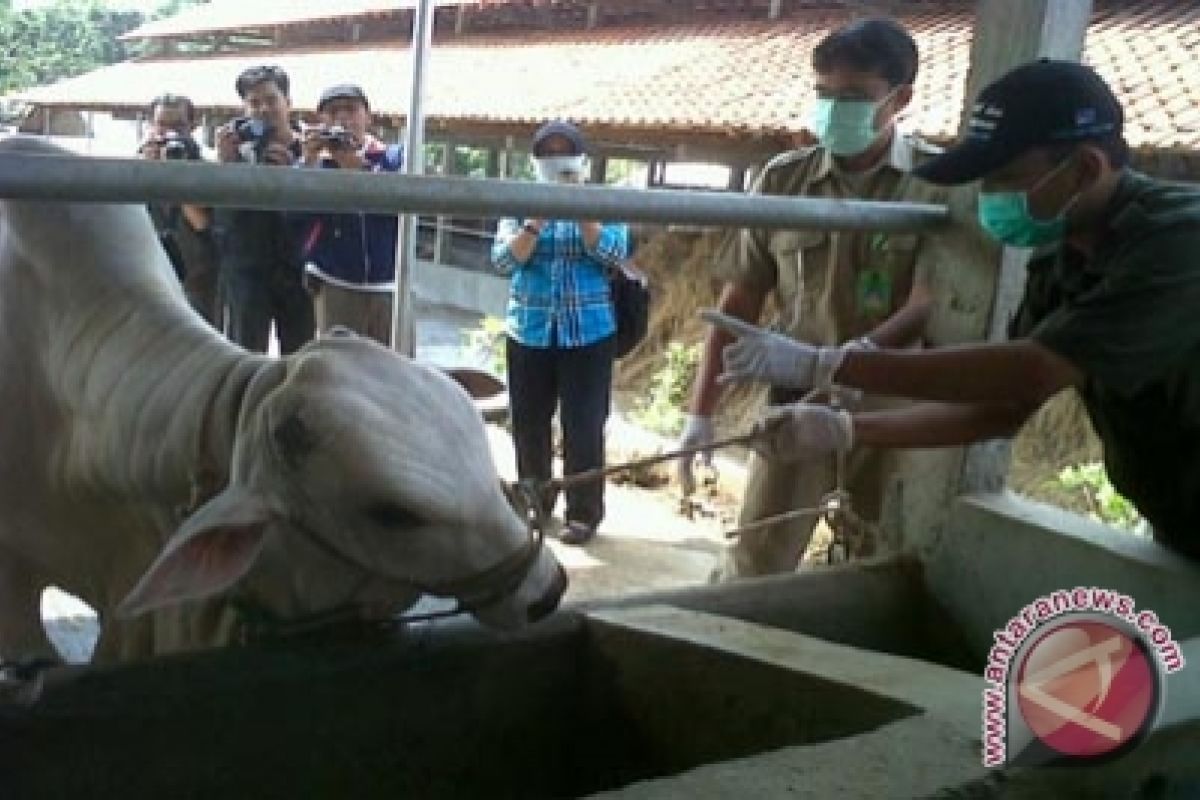 Pemotongan Kurban Rph Giwangan Penuh Pada Idul Adha Antara News