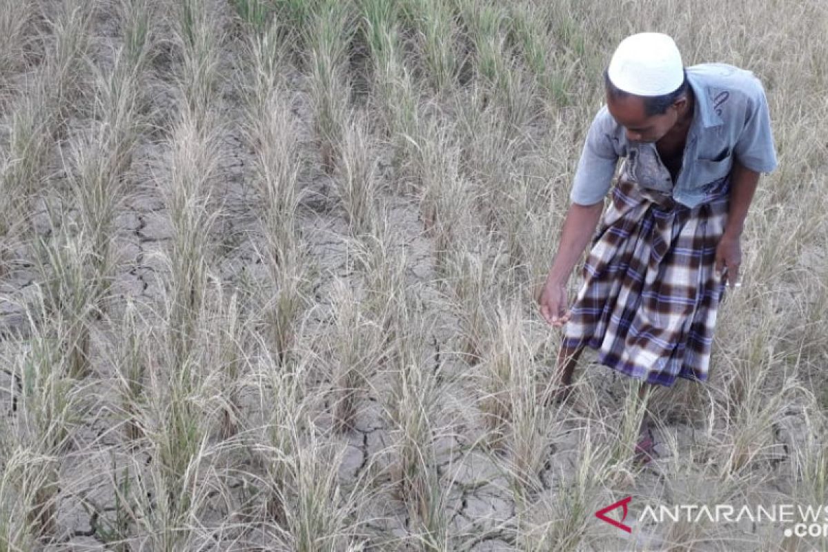 Jawa Bali Dan Nusa Tenggara Potensi Kekeringan Meteorologis ANTARA