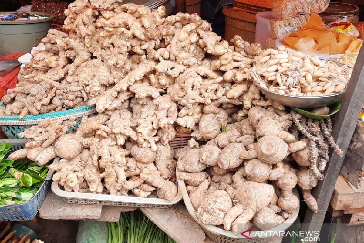 Curah Hujan Tinggi Petani Manfaatkan Tanam Jahe Secara Alami Antara