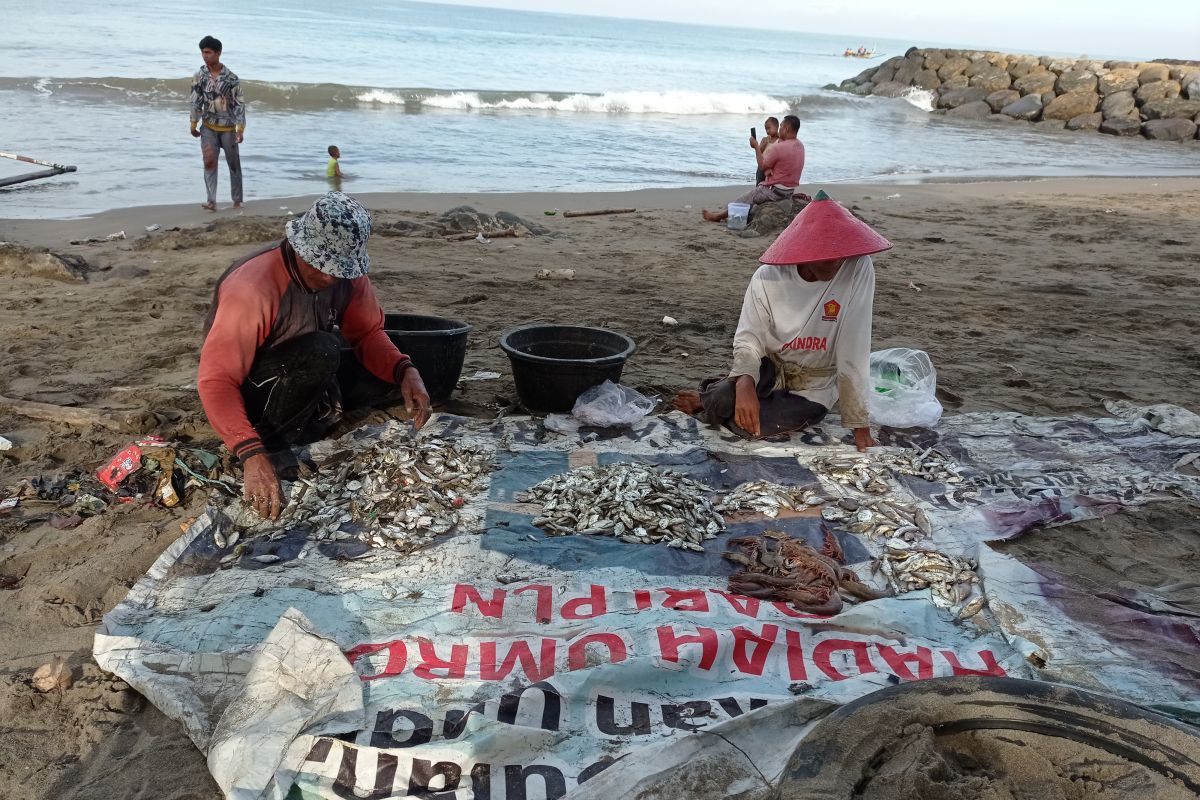 Hasil Tangkapan Nelayan Pukat Tepi Di Padang Turun ANTARA Sumbar