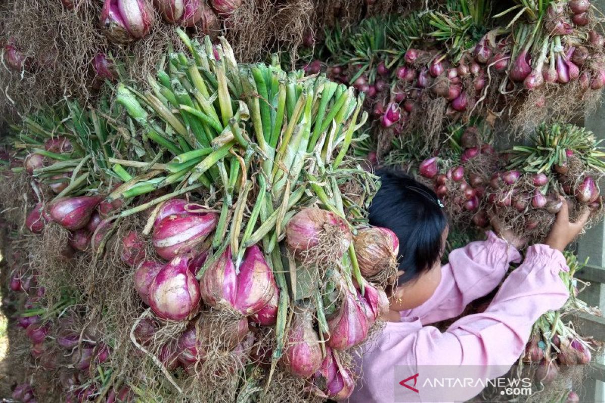 Petani Bawang Di Sentra Produksi Alahan Panjang Lesu Harga Turun Jadi