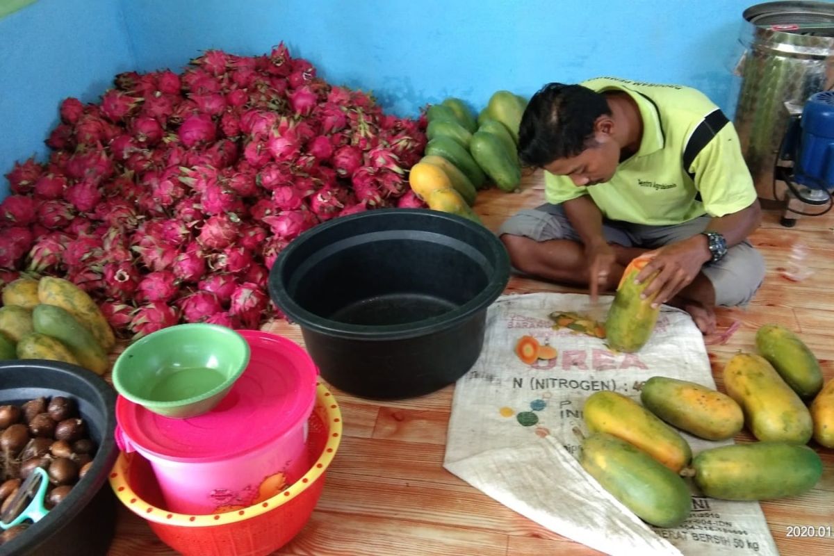 Pln Dorong Umkm Papua Naik Kelas Lewat Bantuan Program Tjsl Antara