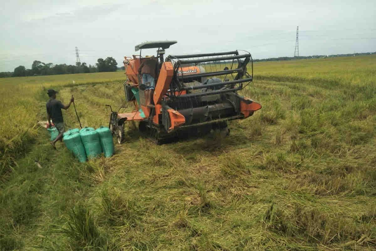 Govt Forecasts 8 46 Mln Tons Rice Harvest In MarchApril British