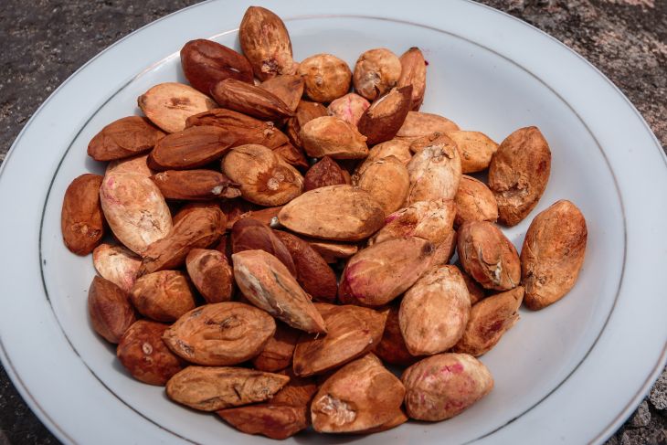 Mengenal Manfaat Kenari Maluku Yang Cocok Diolah Jadi Beragam Makanan