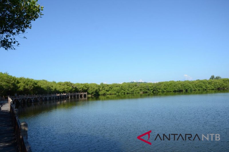 Menikmati Pesona Danau Hutan Mangrove Gili Meno Antara News Mataram