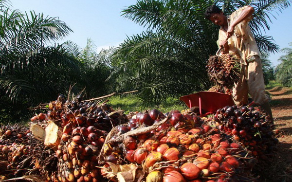 Bupati Labuhan Batu prihatin harga sawit anjlok Bupati Labuhan Batu prihatin harga sawit anjlok