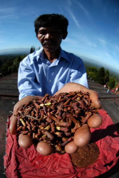 Stok kurang harga cengkeh bergerak naik Stok kurang harga cengkeh bergerak naik