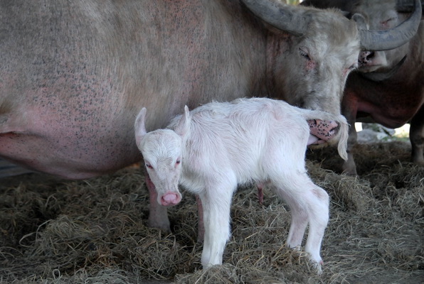 Disnak Lebak Lakukan Inseminasi Buatan Ternak Kerbau Disnak Lebak Lakukan Inseminasi Buatan Ternak Kerbau