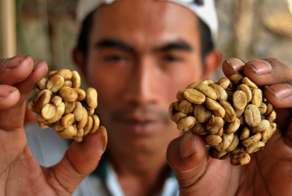 Tak Sembarang Luwak Hasilkan Kopi Berkualitas Tak Sembarang Luwak Hasilkan Kopi Berkualitas