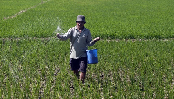 Pupuk Organik Lidah Buaya Tembus Pasar Malaysia Pupuk Organik Lidah Buaya Tembus Pasar Malaysia