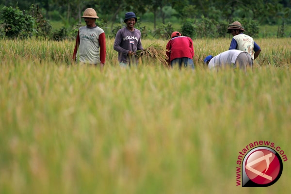 Produksi Beras 2011 Diperkirakan 37 Juta Ton Produksi Beras 2011 Diperkirakan 37 Juta Ton