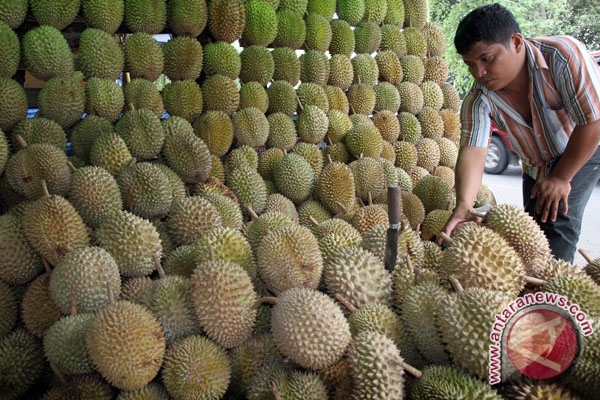 ilustrasi kebun durian(ANTARA/Septianda Perdana) ilustrasi kebun durian(ANTARA/Septianda Perdana)