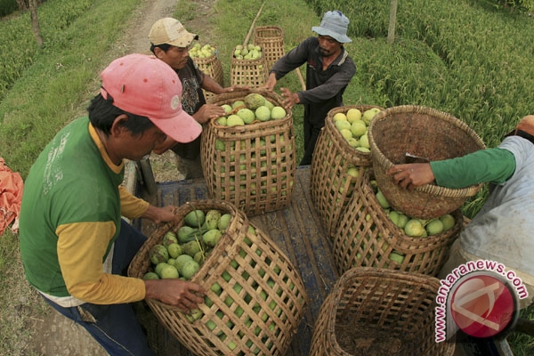 Mangga indramayu gagal dipanen Mangga indramayu gagal dipanen