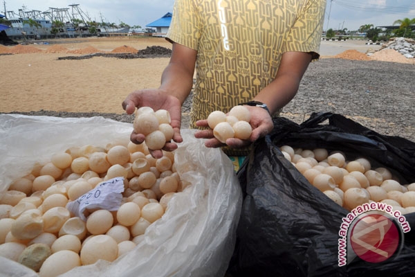 3.900 telur penyu gagal diselundupkan ke Sarawak 3.900 telur penyu gagal diselundupkan ke Sarawak