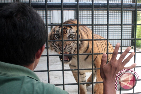 Harimau Sumatera di Padangpariaman Dievakuasi Harimau Sumatera di Padangpariaman Dievakuasi