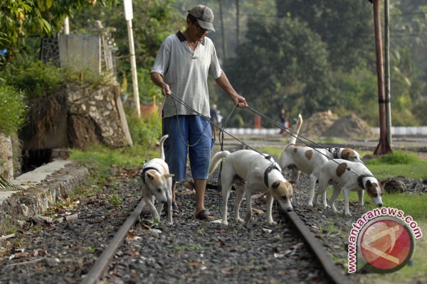 Ribuan Anjing Buru Babi Di Dumai Ribuan Anjing Buru Babi Di Dumai