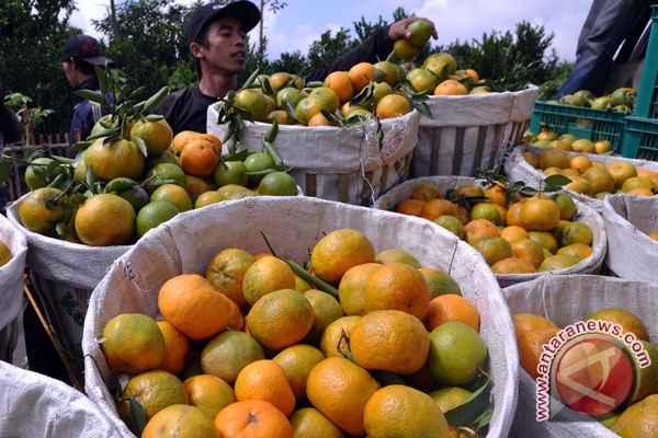 Pemkab Bangka Tengah targetkan jadi pusat penghasil jeruk Pemkab Bangka Tengah targetkan jadi pusat penghasil jeruk