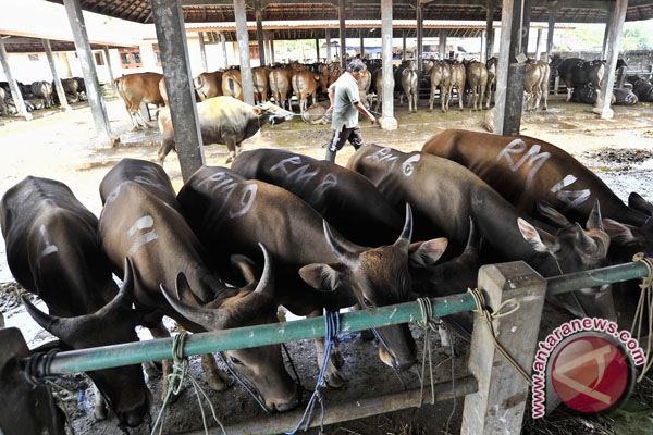 Positif, Penghentian Impor Sapi Australia Positif, Penghentian Impor Sapi Australia