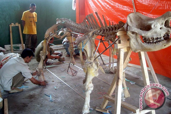 Apa bedanya badak Jawa dengan badak Sumatera? Apa bedanya badak Jawa dengan badak Sumatera?