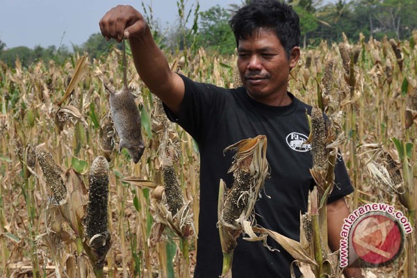 Hama tikus serang belasan hektare areal jagung Hama tikus serang belasan hektare areal jagung