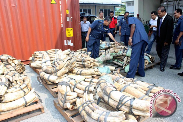 Perburuan gading gajah catatkan rekor tertinggi Perburuan gading gajah catatkan rekor tertinggi