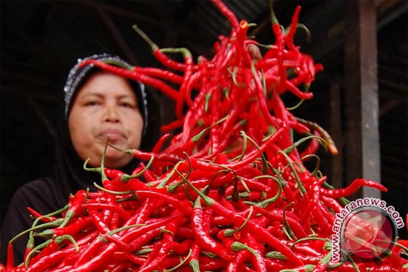 Cabai merah sentuh harga Rp72.000/kg Cabai merah sentuh harga Rp72.000/kg
