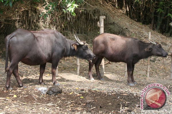 Kementerian Pertanian bantu pengembangan kerbau di Lebak Kementerian Pertanian bantu pengembangan kerbau di Lebak