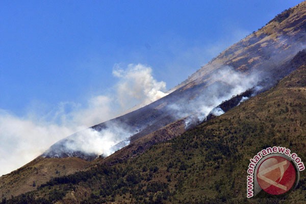 Hutan lereng Sindoro terbakar Hutan lereng Sindoro terbakar