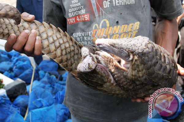 BKSDA Sumbar lepas 31 trenggiling di TRBH BKSDA Sumbar lepas 31 trenggiling di TRBH