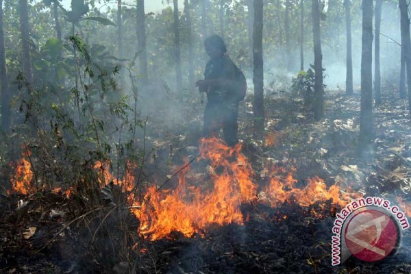 Hutan jati di wilayah KPH Madiun terbakar Hutan jati di wilayah KPH Madiun terbakar