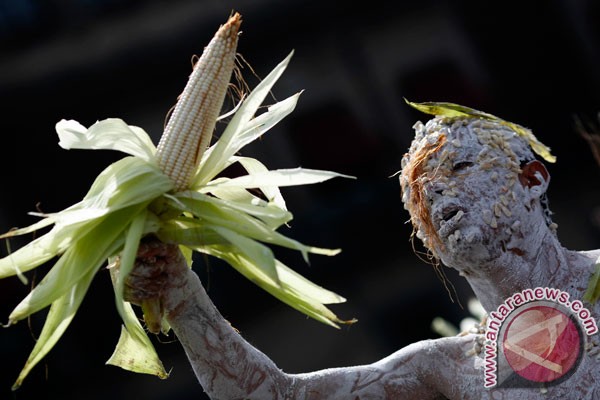 Petani Tiongkok tanam jagung transgenik secara ilegal