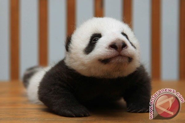Panda Shin Shin melahirkan di KB Tokyo Panda Shin Shin melahirkan di KB Tokyo