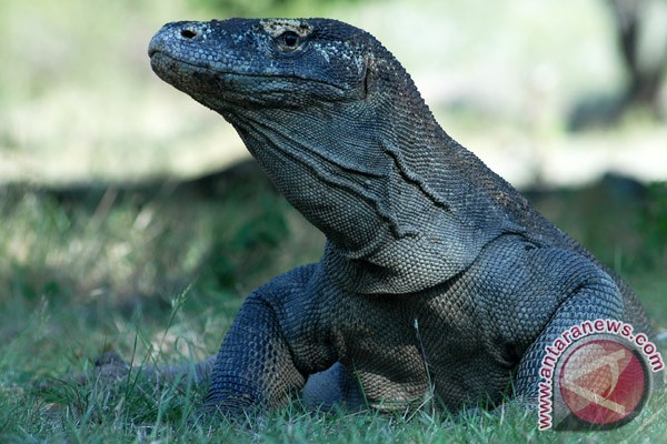 Sekda: NTT tolak tukar Komodo dengan Panda Sekda: NTT tolak tukar Komodo dengan Panda