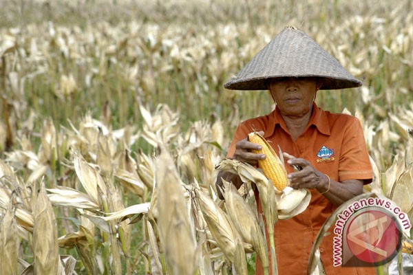 Petani jagung gagal panen akibat kemarau Petani jagung gagal panen akibat kemarau