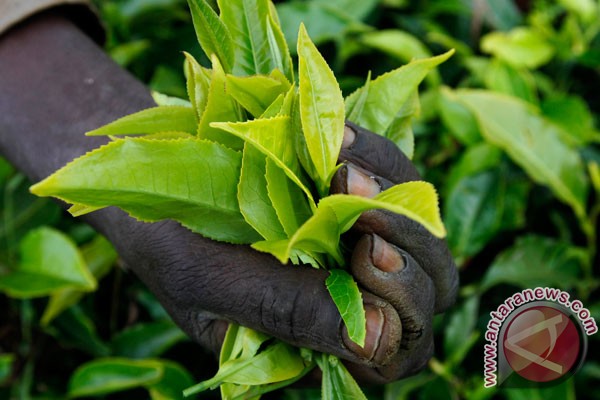 Teh lebih menyehatkan dari kopi Teh lebih menyehatkan dari kopi