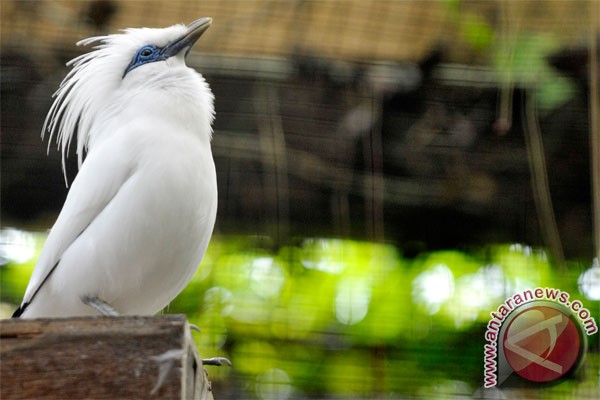 Indonesia, Japan cooperating to conserve Bali`s myna bird Indonesia, Japan cooperating to conserve Bali`s myna bird
