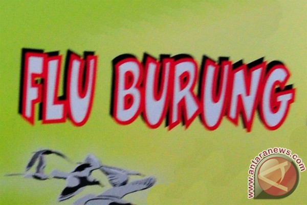193 kasus flu burung di Indonesia sejak 2005 193 kasus flu burung di Indonesia sejak 2005