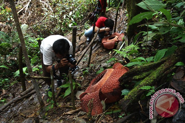 Dua Rafflesia Arnoldii mekar di Taba Penanjung Dua Rafflesia Arnoldii mekar di Taba Penanjung