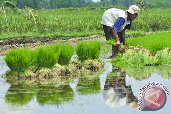 Pemkab Banyumas raih penghargaan pertanian Pemkab Banyumas raih penghargaan pertanian