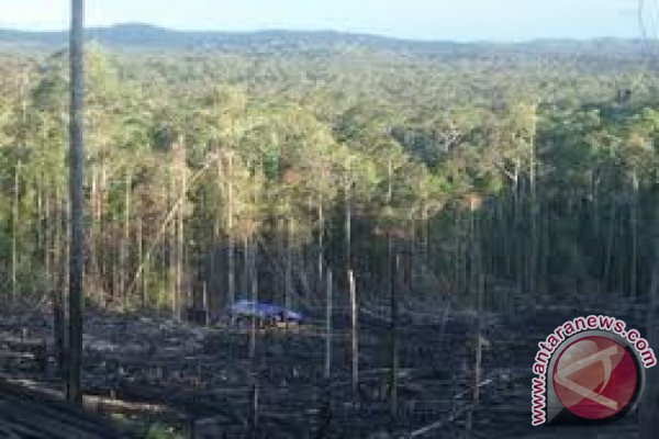 USAID IFACTS gandeng lima pemda lestarikan hutan USAID IFACTS gandeng lima pemda lestarikan hutan