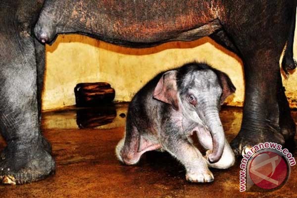 Bayi gajah TSI diberi nama Bayi gajah TSI diberi nama