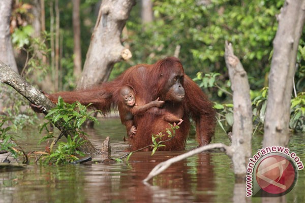 Satgas lepas tiga orangutan di Taman Nasional Kutai Satgas lepas tiga orangutan di Taman Nasional Kutai