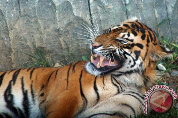 Internet juga picu kepunahan harimau Internet juga picu kepunahan harimau