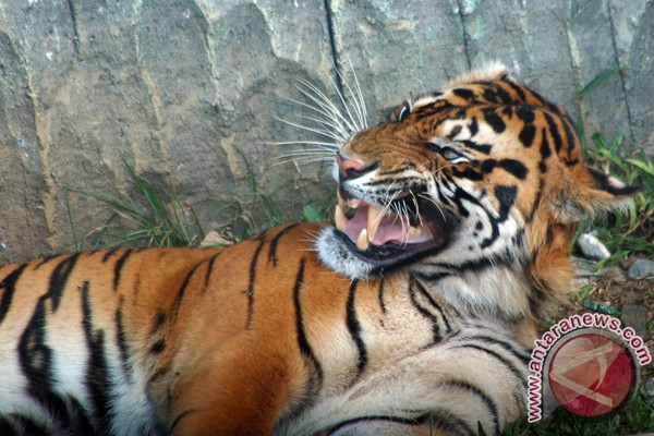 Harimau muncul di Desa Gunung Alam Harimau muncul di Desa Gunung Alam