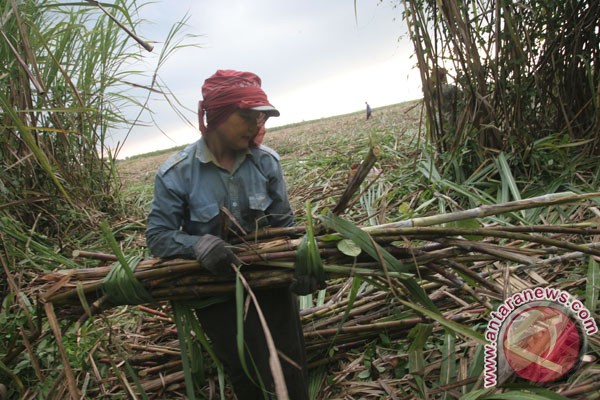 20.000 pekerja PTPN II terancam menganggur 20.000 pekerja PTPN II terancam menganggur