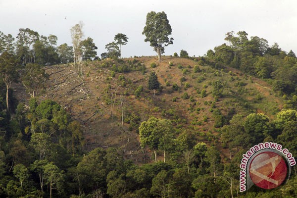 15.000 hektare hutan Sumbar segera dikelola masyarakat 15.000 hektare hutan Sumbar segera dikelola masyarakat