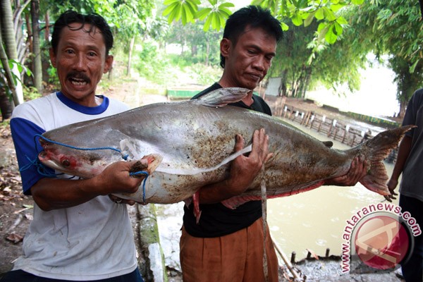 20120525Ikan-patin-Raksasa-240512.jpg