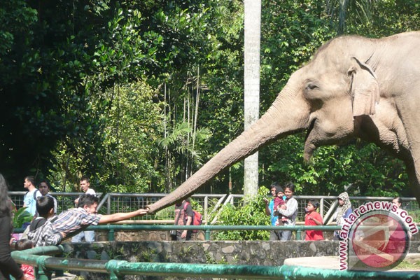 Gajah Riau mati diracun di kebun sawit Gajah Riau mati diracun di kebun sawit