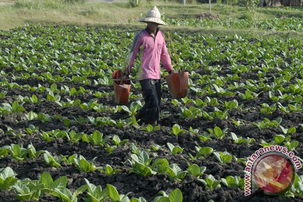 Ribuan petani akan demo di Jakarta tolak RPP tembakau Ribuan petani akan demo di Jakarta tolak RPP tembakau