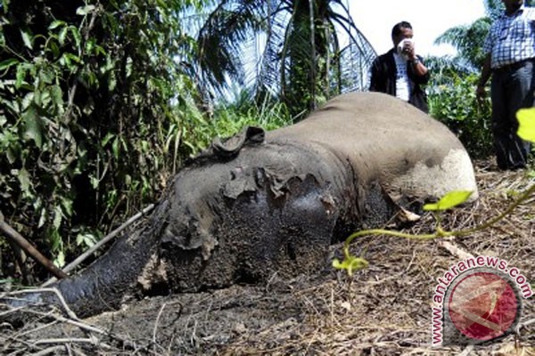 WWF prihatin pembunuhan gajah di Aceh WWF prihatin pembunuhan gajah di Aceh